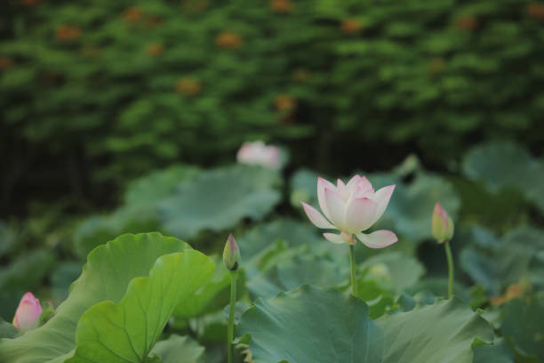 istock the Lotus on the lake 546763114