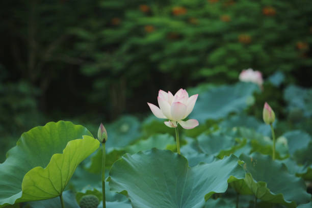 istock Selective focus Pink-white lotus flower in the pool, 546763134