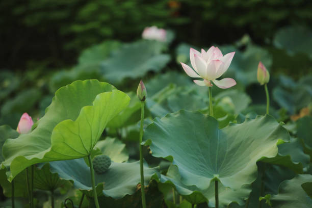 istock Selective focus Pink-white lotus flower in the pool, 546763148