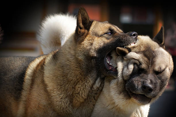 две собаки акита ину играют или борются - gnaw стоковые фото и изображения