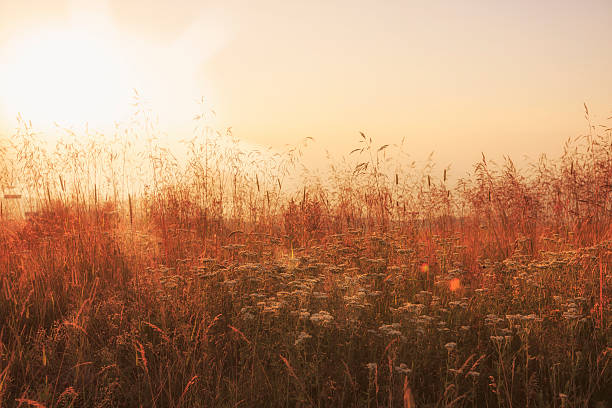 istock Sunset Mountain Landscape  Scenic Mountain View With Wildflower Alpine Meadow 546763992