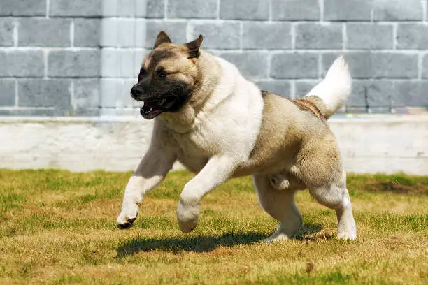 Dog breed Akita inu, quickly galloping runs on the fenced area, chasing a villain