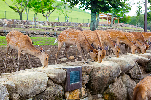 Many deers in Nara park, Japan. Holy animals