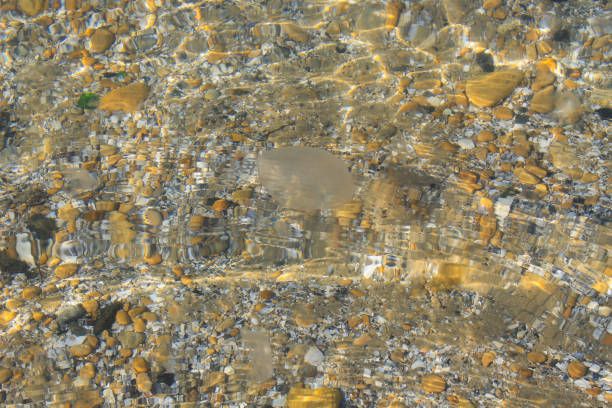 méduse dans l'eau - medusa photos et images de collection