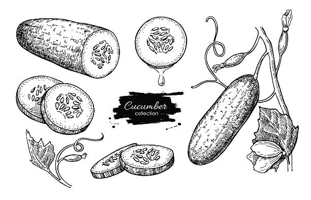 ilustraciones, imágenes clip art, dibujos animados e iconos de stock de de pepino vector de dibujado a mano. aislado pepino, cortada en trozos - cucumber