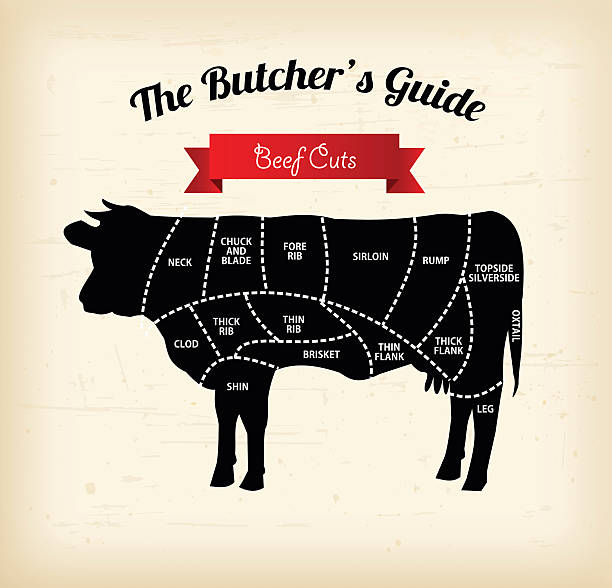 Beef cuts vector illustration Beef cuts vector illustration aberdeen angus cattle stock illustrations