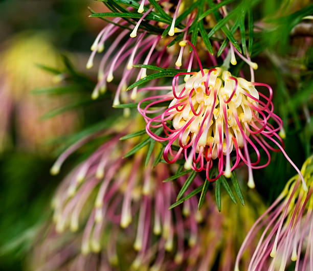 istock Grevillea Winpara Gem Australian native flower 546768460