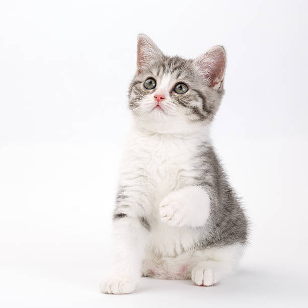 istock gray kitten sits on white background holding up his paw 546769488