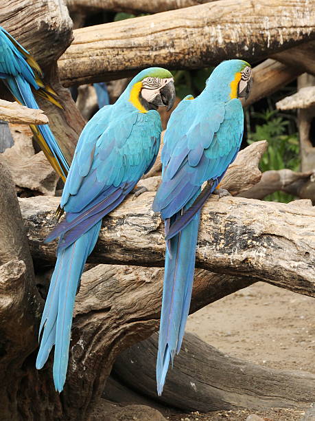 istock Pair of blue and gold macaw 546769564
