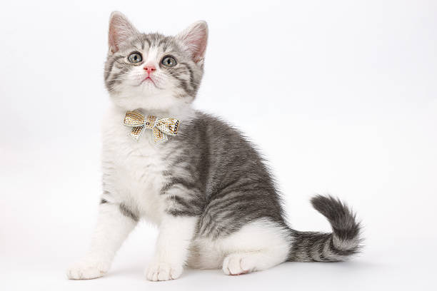 istock Grey kitten with  bow on his neck sitting  white background 546770968