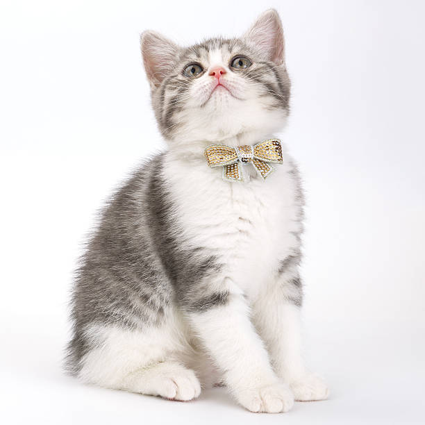istock Grey kitten with bow  his neck sitting on  white background 546771150