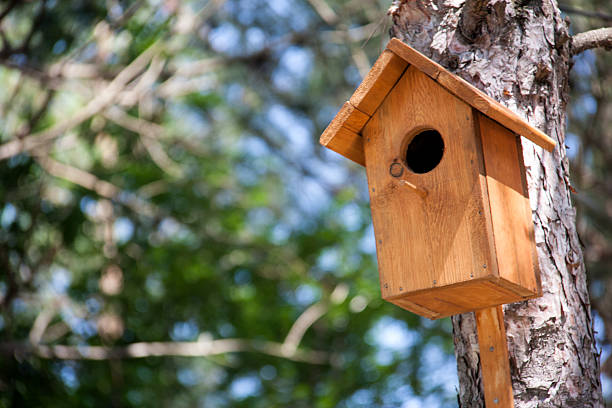 istock wooden birdhouse on a tree in the forest and park 546771218