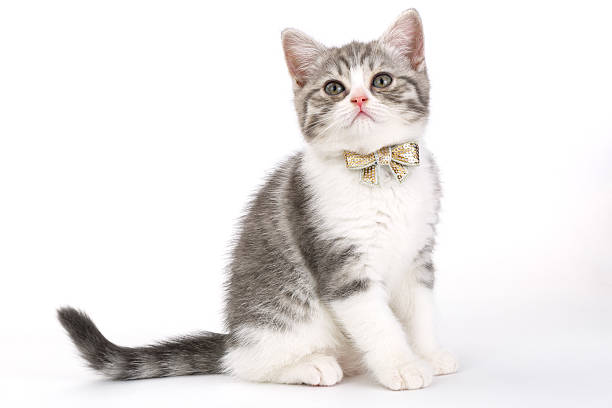 istock Grey kitten with  bow on his neck sitting on  white 546771310