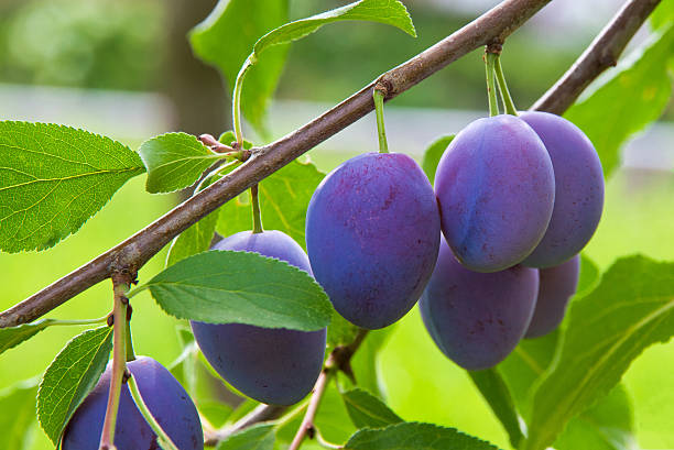 プラムの木 - plum plum tree tree fruit ストックフォトと画像