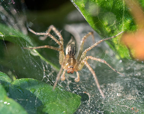 istock Funnel Weaver Spider, Agelenopsis 546772360