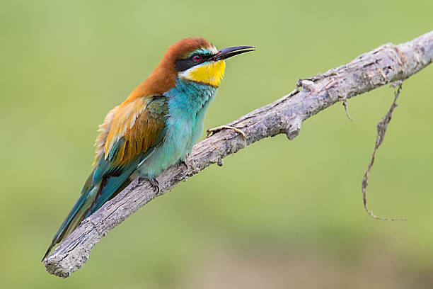istock Beautiful European Bee-eaters (Merops apiaster) 546772546