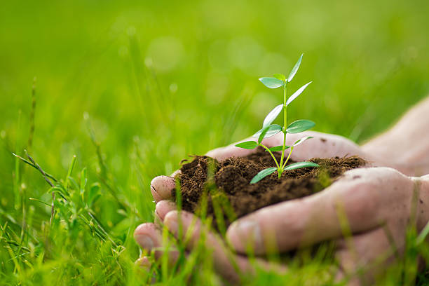 istock Human is holding a small green plant with soil 546772568