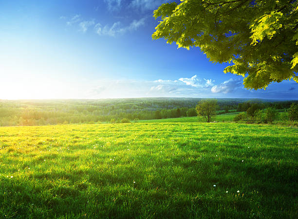 istock field of spring grass and forest 546772586