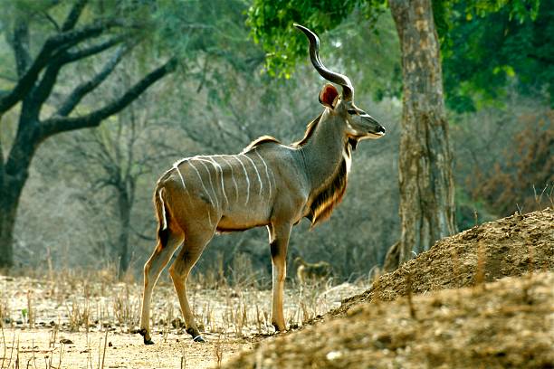 istock Male Kudu in Mana Pools. 546772624