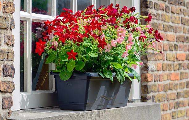istock Dark gray plastic flowerpot with flowering petunia plants 546774516