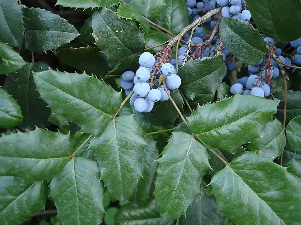Mahonia aquifolium blue fruit and green leaves