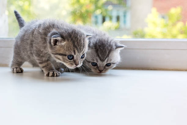istock Beautiful small striped kittens on window sill. Scottish Fold breed. 546774794