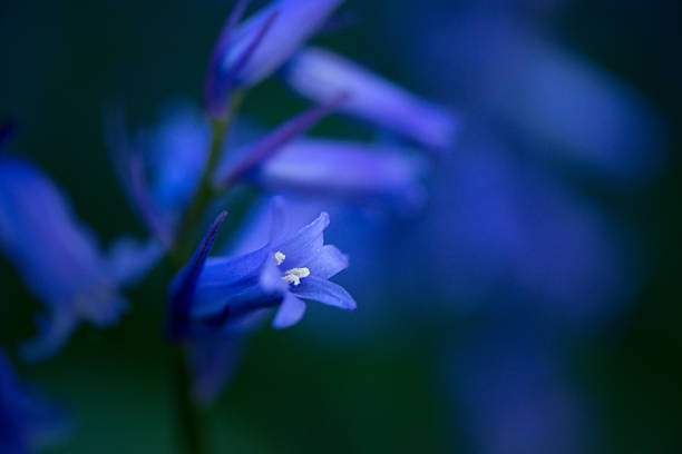 istock Close up of a single Bluebell flower 546774798
