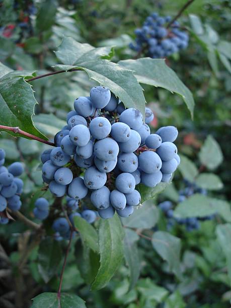 istock Mahonia aquifolium blue fruit and green leaves 546775112