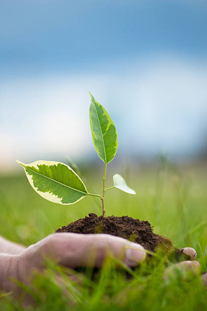 istock Human is holding a small green plant with soil 546775458
