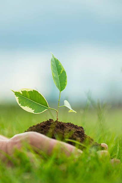 istock Human is holding a small green plant with soil 546775504
