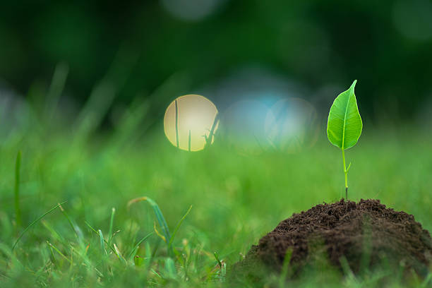 istock Small green plant with mysterious lights over 546776338