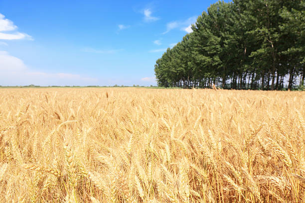 Large field of ripe wheat, Caorle, Italy.