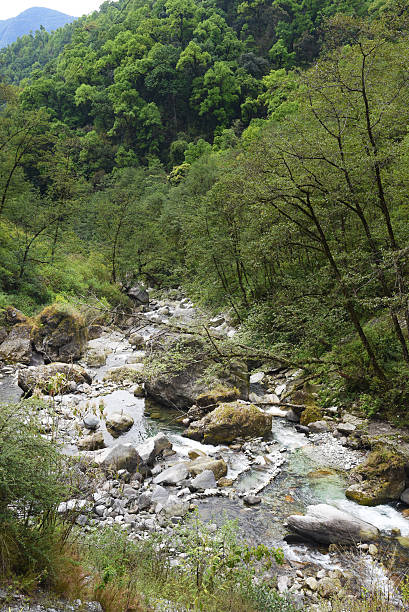 view of waterway in Nepalclosed up the salit cat is looking something