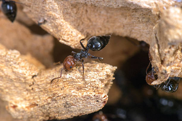 istock Red head ant honeypot Myrmecocystus close up 546777758