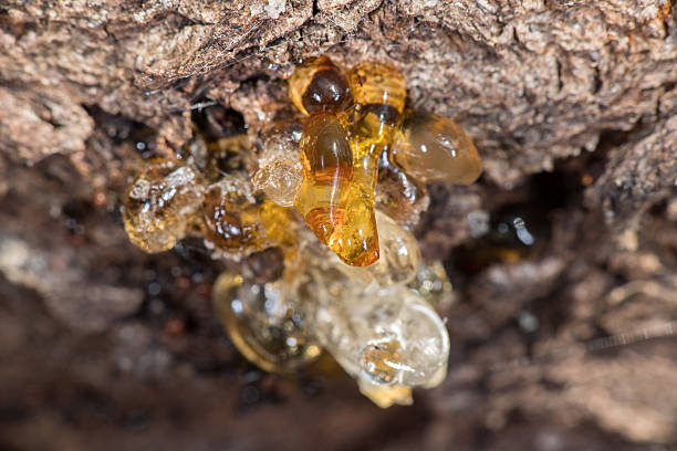 istock tree natural amber resin detail close up 546777844