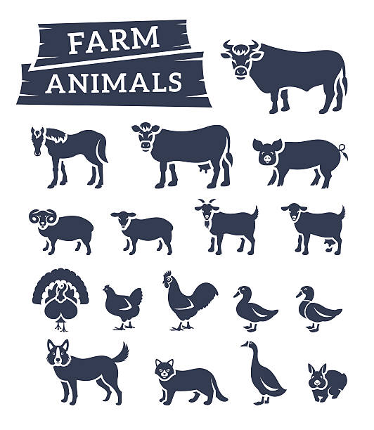 Domestic farm animals flat silhouettes vector icons Domestic farm animals flat silhouettes vector icons set. Monochrome outline symbols of large and small cattle, birds and pets. Farming infographic elements. Pictograms, isolated on white silhouette of a black and white rabbit stock illustrations