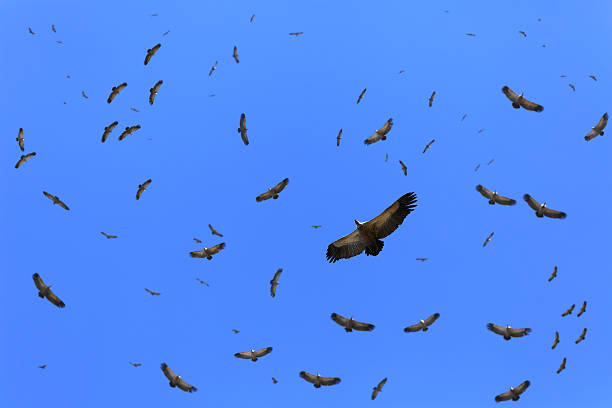 istock Cape vultures circling the area 546778536