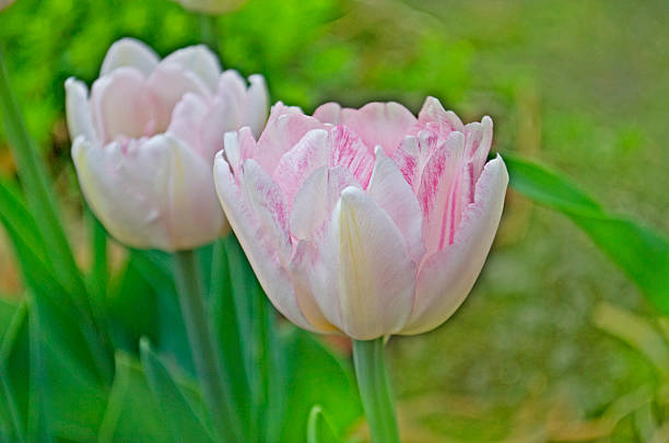 istock Beautiful pink tulips 546779816