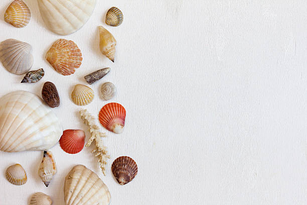 istock Frame with seashells on a white background. Sea concept. 546780030