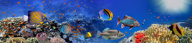 panorama sous-marin avec récif corallien et poissons - vitality sea aquatic atoll photos et images de collection