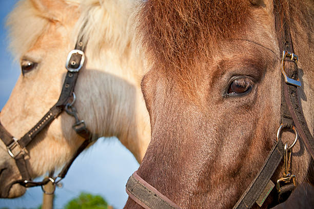 istock Closeup of two ponies - Denmark 546780166