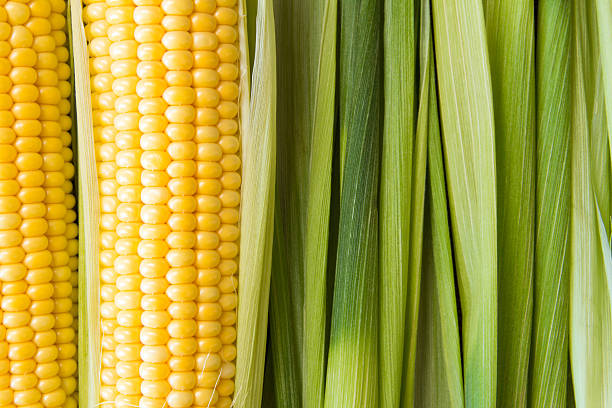 istock Ripe corn grains on cob and green leaves. Closeup. Copyspace 546780686