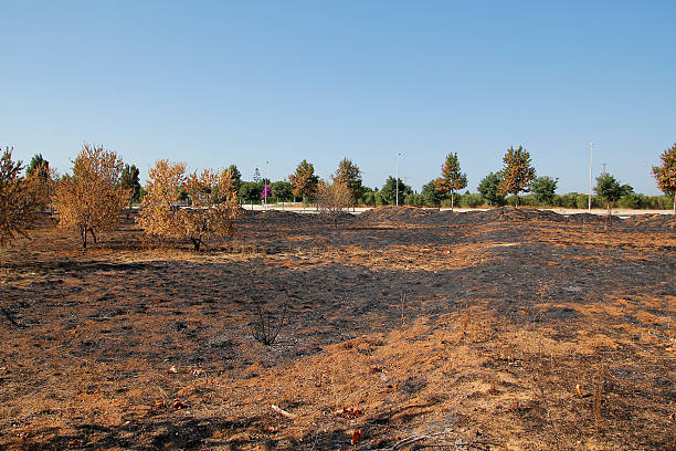 Dead environment after fire stock photo