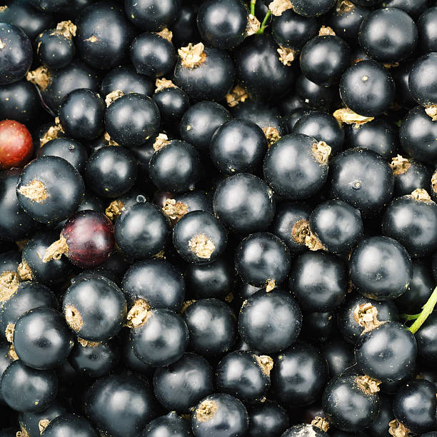 istock Black ripe currant berry top view, fruit background. 546781220