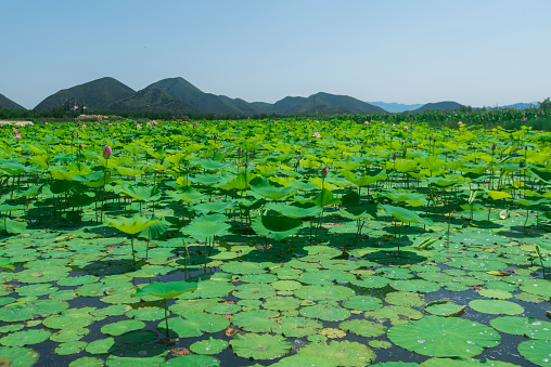 High Angle View Of Lily Pads Floating On Lake