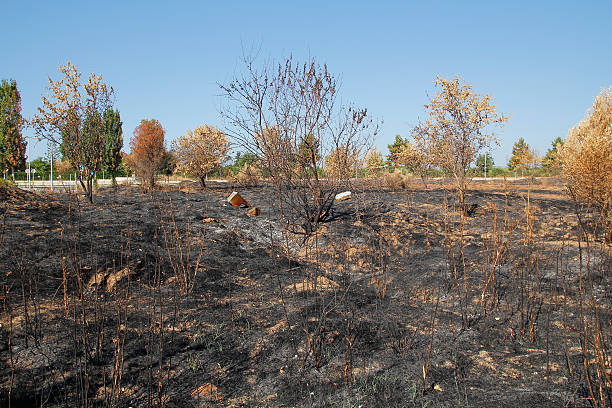 Dead environment after fire stock photo