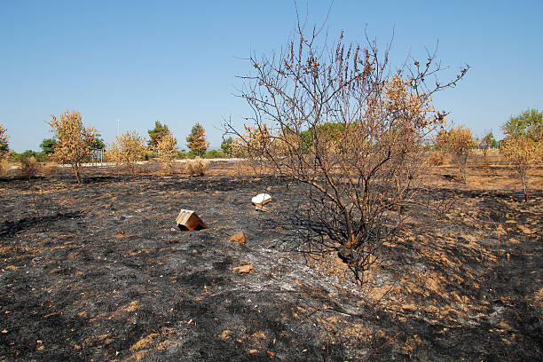 Dead environment after fire stock photo