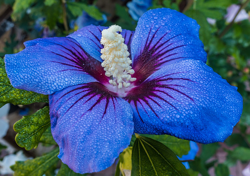 A macro shot of a blue hibiscus bloom.