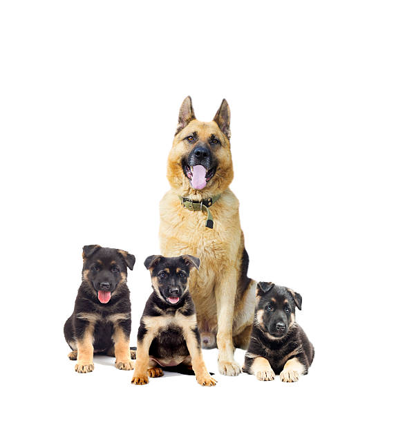 istock German Shepherd and puppy on a white background isolated 546785346