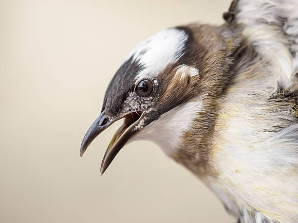 Macro of Pycnonotus sinensis.